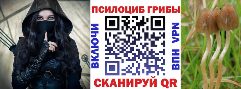 Купить где  Боровичи  Псилоцибиновые грибы Psilocybe 